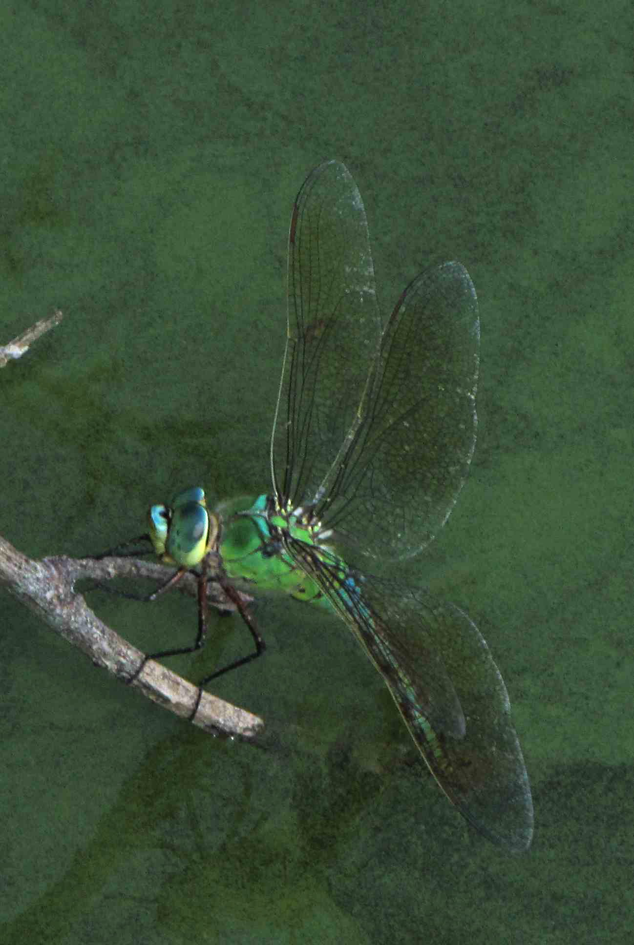 anax che depone uova - Anax imperator (femmina)